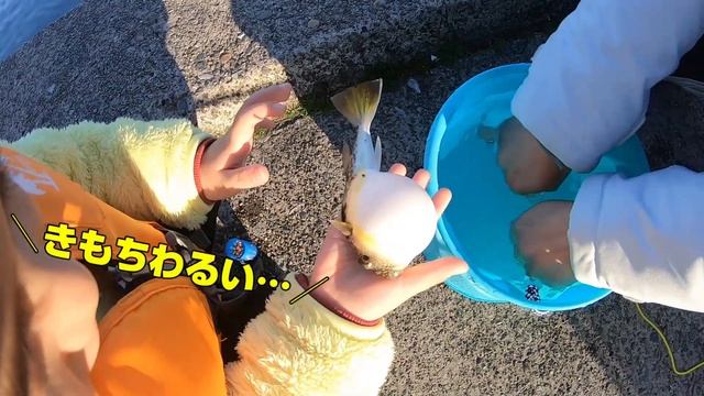 家族とアジングでアジを釣るまでの記録(26) -3月の迷走Ⅱ 後編- 念願のフグ釣れました!!【キャスティングの歌 / フグ】 смотреть онлайн