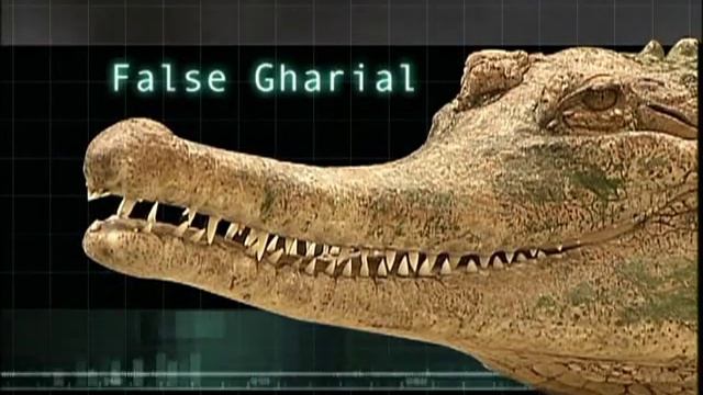 23 Species of Crocodilians смотреть онлайн