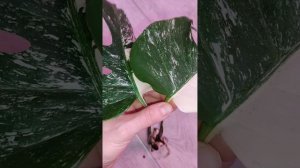 Срезы с монстеры Альба.Повторное укоренение