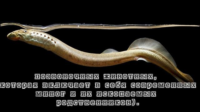 Туллимонструм Tullimonstrum gregarium (2 часть) смотреть онлайн