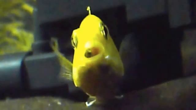 "Мбуна Лабидохромис еллоу с мальками" смотреть онлайн