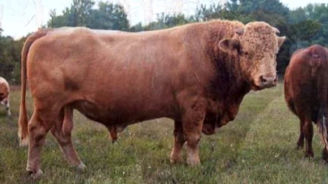 7 ЖИВОТНЫХ, О СУЩЕСТВОВАНИИ КОТОРЫХ ВЫ НИЧЕГО НЕ ЗНАЛИ смотреть онлайн