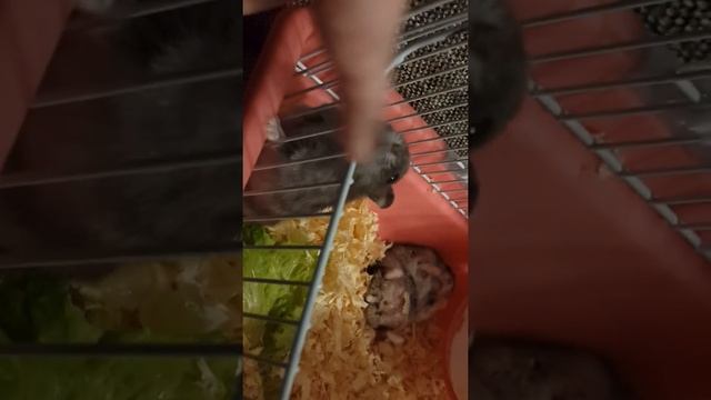 Джунгарские Хомяки дерутся?? смотреть онлайн