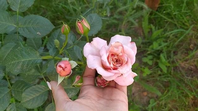 Распустились розы Сувенир де Баден-Баден, Мерлин Монро, Барок смотреть онлайн