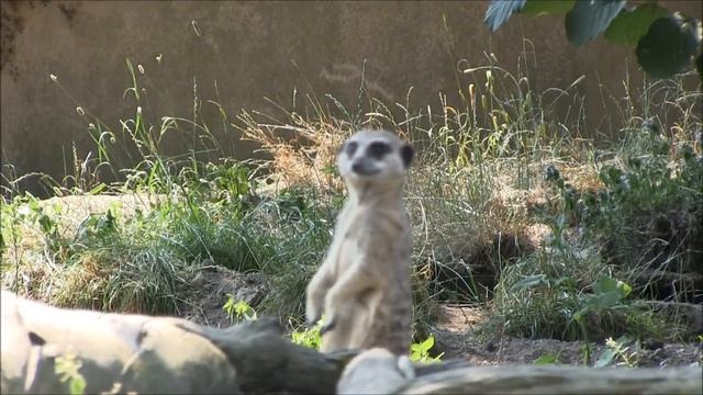 Горный зоопарк в Галле смотреть онлайн