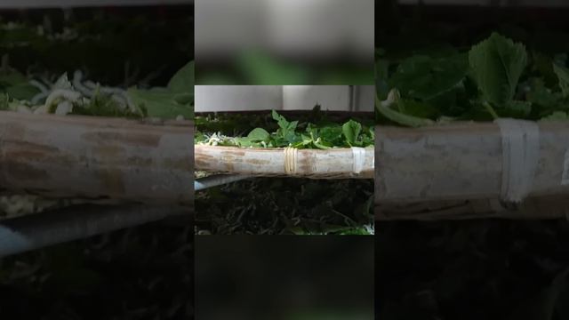 1500 метров непрерывной нити. Тутовый шелкопряд смотреть онлайн