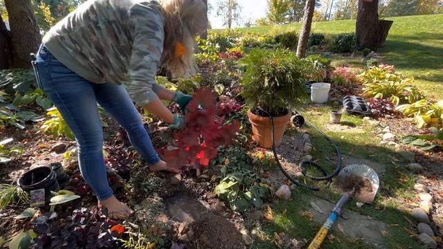 Planting $2.50 Georgia Peach Heuchera & $2 Obsidian Heuchera! смотреть онлайн