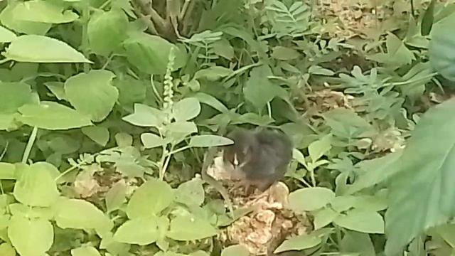 244 кто кого? курица или Кузя? смотреть онлайн