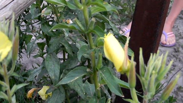 энотера желтая или Виктор Иванычь смотреть онлайн