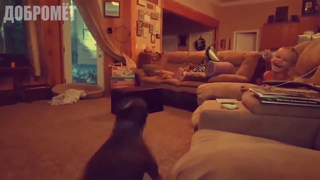 [#8] Приколы с животными 😹 | Смешные кошки и собаками