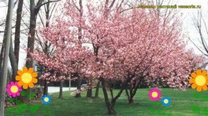 Вишня мелкопильчатая Канзан. Краткий обзор, описание характеристик prunus serrulata Kanzan