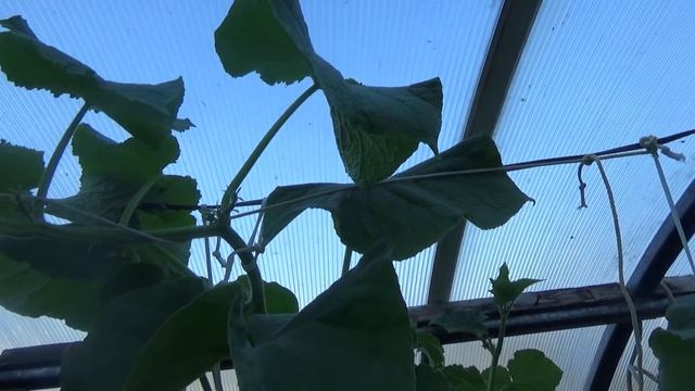 Первые огурчики, новый способ выращивания смотреть онлайн