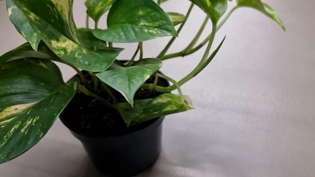 Эпипремнум золотистый. Чем отличается сциндапсус от эпипремнума?