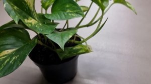 Эпипремнум золотистый. Чем отличается сциндапсус от эпипремнума?