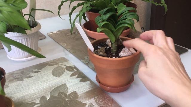 Комнатные растения. Мартовские новинки цветов. смотреть онлайн