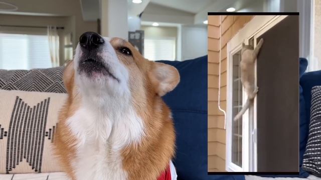 Corgis React to CAT FAILS! смотреть онлайн