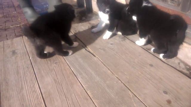 Элитные щенки русско-европейской лайки (кобели) смотреть онлайн