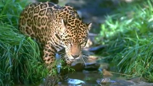 Видео про ягуара смотреть онлайн