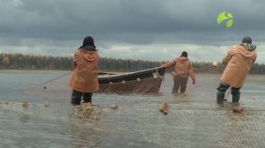С полем! "В третий раз закинул он невод"