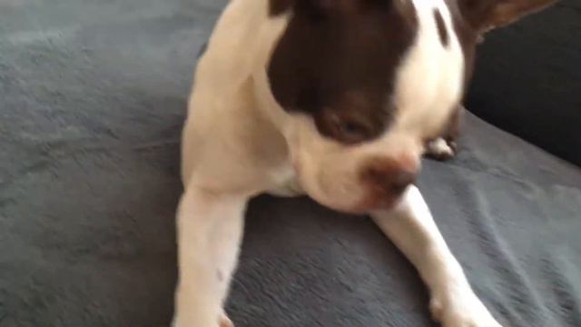 Boston Terrier | Собака чавкает | Dog Eating | бостон терьер