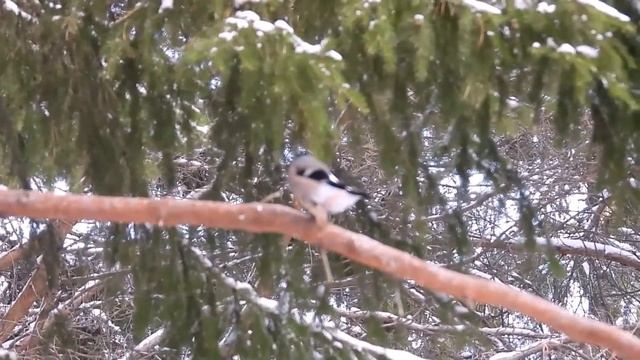 Дятел, пищуха, снегири, сойка и другие птицы смотреть онлайн