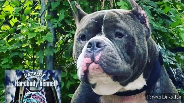 Tookie Williams(song) смотреть онлайн
