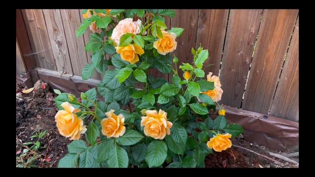 Golden Opportunity Rose Spring 2023 смотреть онлайн
