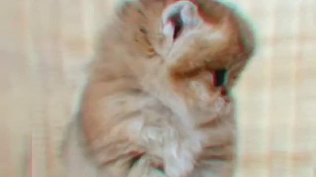 Интро/ Красивые картинки животных/ Первое видео? смотреть онлайн