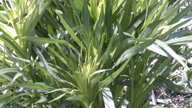 Native Plants In The North Gateway--A Look Inside Gateway Arch National Park