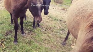 ЛОШАДИ, ОСЛЫ И МУЛЫ !!! всякая всячина про животных