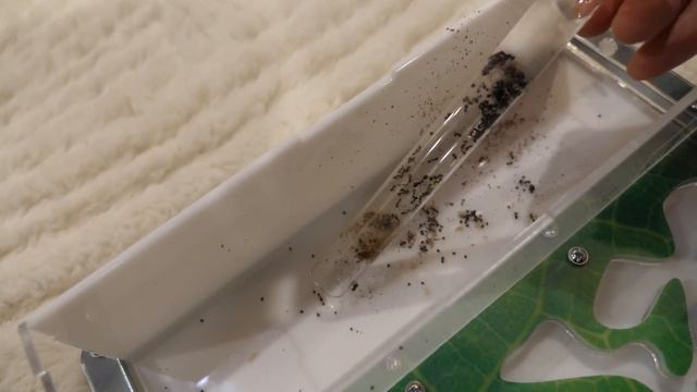 VLOG Настя разбила айфон. У нас новые питомцы смотреть онлайн