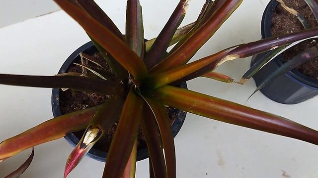 Cryptanthus, Ornamental pineapple plant collections vlog 19 смотреть онлайн