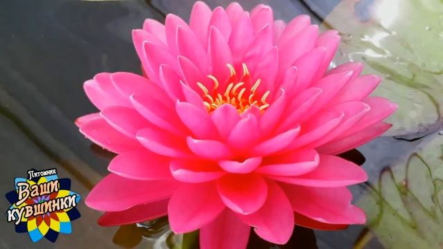 Нимфея Malikan (Маликан) кувшинка, waterlily, водные растения, пруд смотреть онлайн