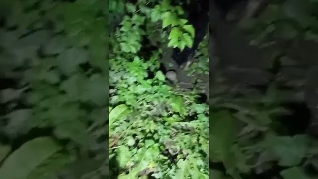 Яна- охотник/Yana is a hunter? смотреть онлайн