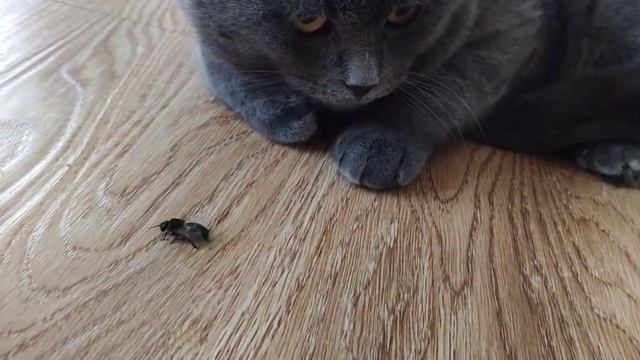 Анатомия пчёл. Основы пчеловодства смотреть онлайн