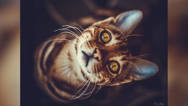 Бенгальская кошка: окрасы породы смотреть онлайн