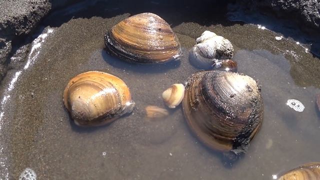 Спизула 2019 / spizula clamshell / А ВЫ ВИДЕЛИ как зарываются ракушки смотреть онлайн