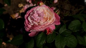 Роза Имка Марина - отличный сорт, красивейшая флорибунда.