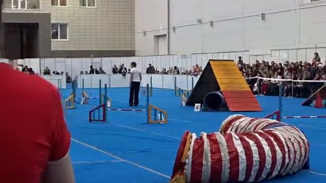 Малый пудель Рони, трасса аджилити смотреть онлайн