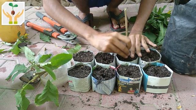 How To Grow Yellow Bells / Tecoma Stans From Cutting
