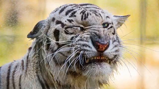 Pop Россия. Хит зимы! Океан любви! смотреть онлайн