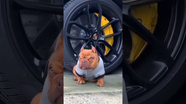black panther vs Pitbull dog//👌💫✨🔥💯💥✨👌💫💯✨🔥💫💥💫💯💥💯🤑🔥✨💫🤑🤑💫💥🔥💯🔥💫💫👌🔥💯💯✨💫💫/// killer gaming aadi// смотреть онлайн