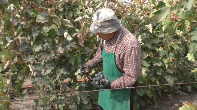 Посланник - отличный сорт винограда от Калугина с гигантской ягодой! смотреть онлайн