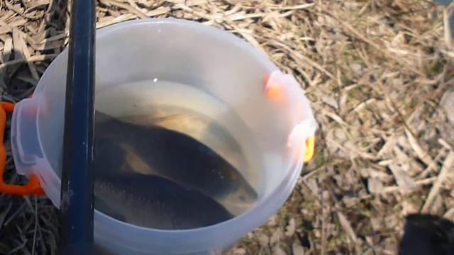 Херабуна в Приморье. Японский стиль ловли карася. смотреть онлайн