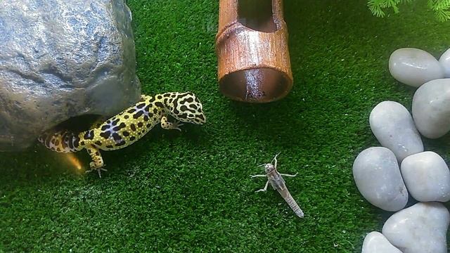 Леопардовый геккон (Эублефар) ест саранчу / Leopard gecko vs Locusta migratoria смотреть онлайн