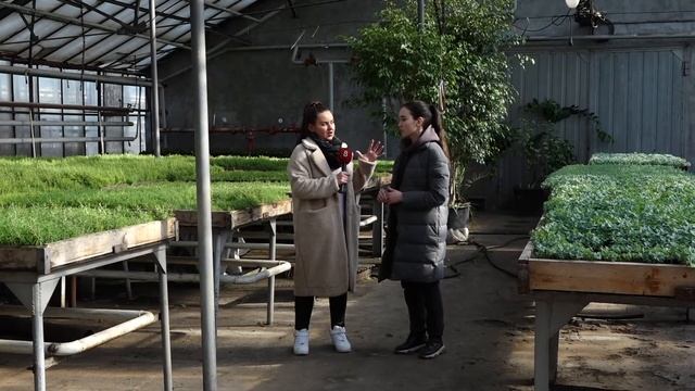 750 000 ЦВЕТОВ ВЫСАДИЛИ В ТЕПЛИЦЫ КРАСНОЯРСКА смотреть онлайн