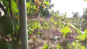 Виноград «Ркацители» - лучший старинный винный сорт.