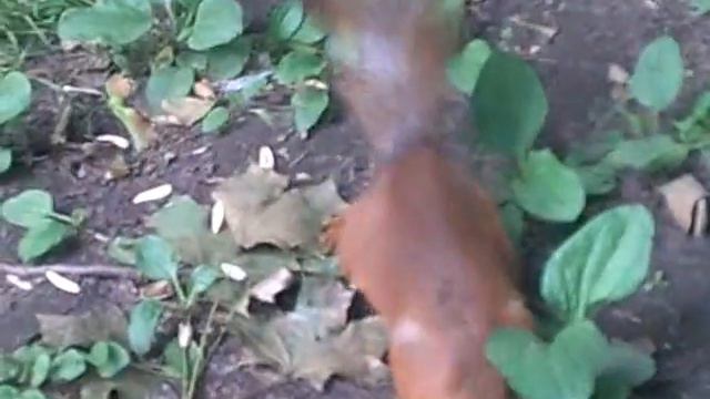 Белка в Измайловском парке смотреть онлайн