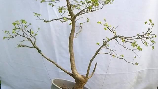 Kocsányos tölgy / Quercus robur - Hirth Bonsai Center смотреть онлайн