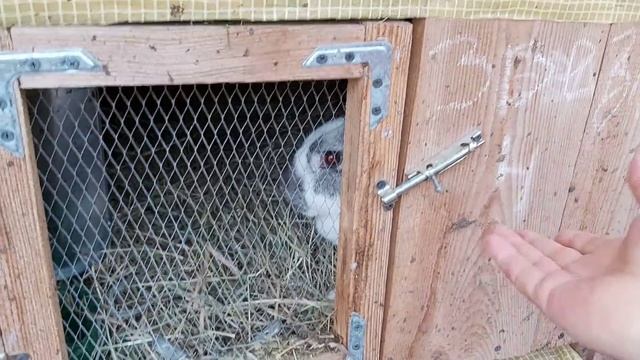 Проверяю крольчих на сукрольность на 6 день после покрытия! смотреть онлайн